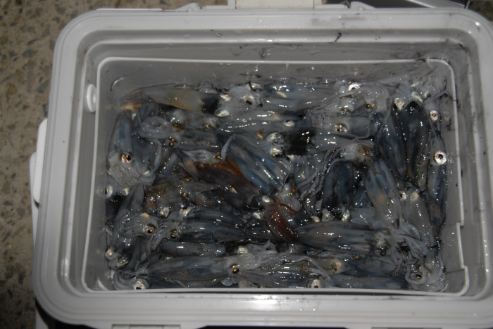 전체조과.jpg
