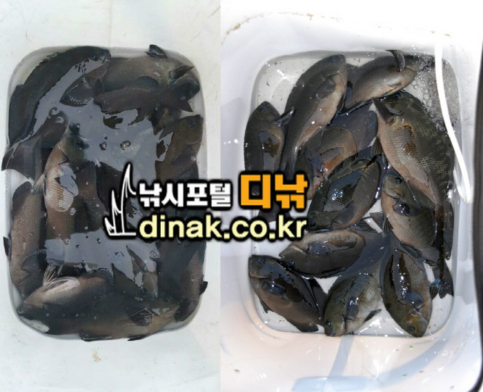 크기변환_꾸미기_마릿수조과.jpg