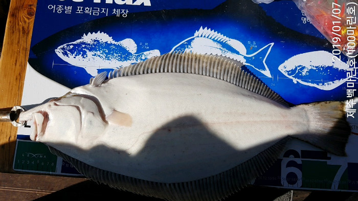 7자광어.jpg