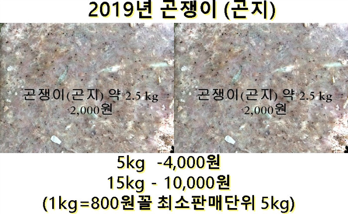 2019-곤지.jpg